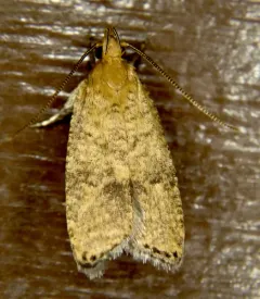 Oak Leaftier Moth thumbnail 4