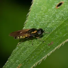 Broad Centurion Fly thumbnail 3