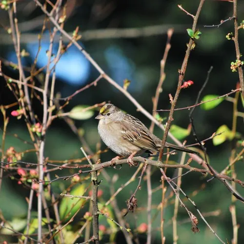 Golden-crowned Sparrow