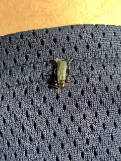 Rhaxonycha bilobata thumbnail 3