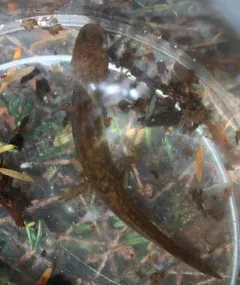 Cope's Giant Salamander thumbnail 2