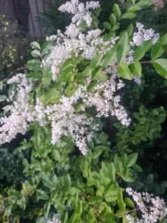 Chinese privet thumbnail 3
