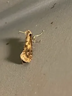 Long-horned Grass Tubeworm Moth thumbnail 3
