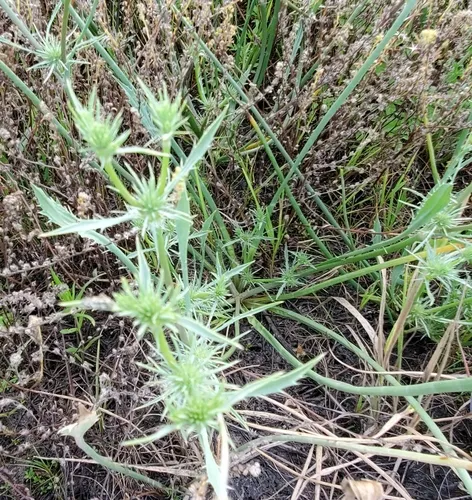 Oregon Coyote-Thistle