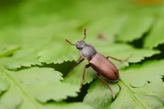 Platyceroides laticollis thumbnail 3