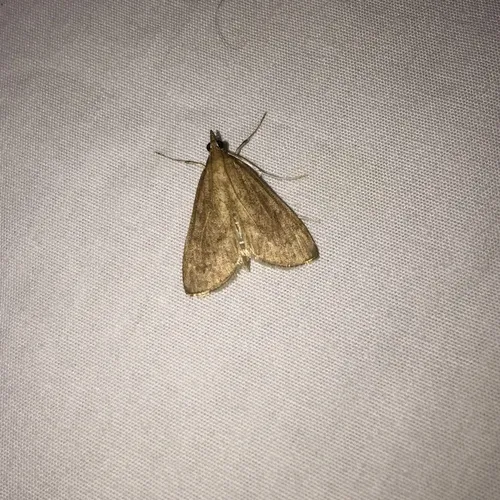 Dogbane Saucrobotys Moth