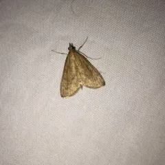 Dogbane Saucrobotys Moth thumbnail 1