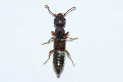 Rugilus rufipes thumbnail 1