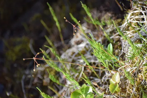 Hairy Woodrush