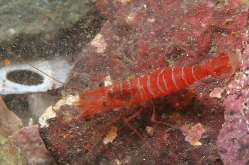 Striped Eualid