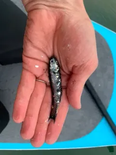 Northern Lampfish thumbnail 3