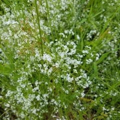 white bedstraw thumbnail 3