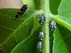 Pediopsoides distinctus thumbnail 3