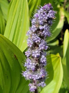 Idaho Phacelia thumbnail 4