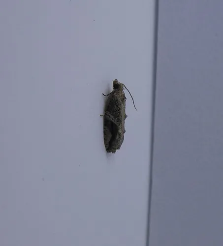 Black-crescent Proteoteras Moth