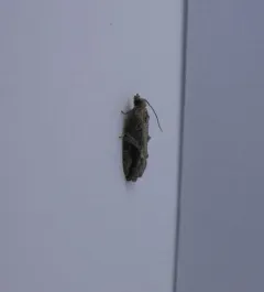 Black-crescent Proteoteras Moth thumbnail 1