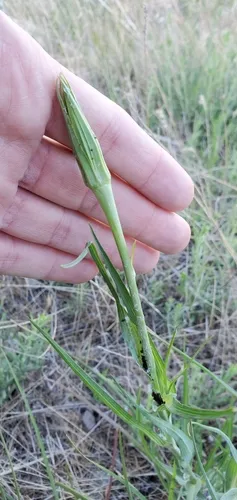 Goatsbeard Aphid