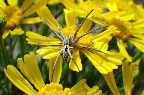 Thanatus coloradensis