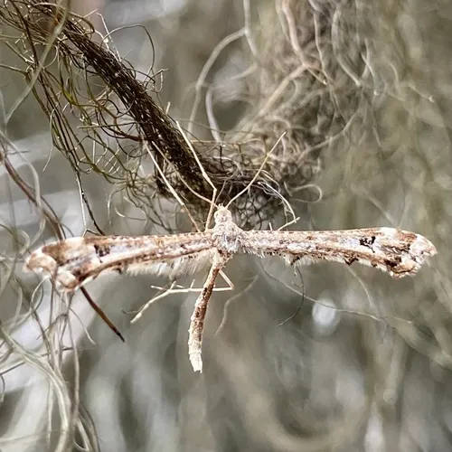 Artichoke Plume Moth