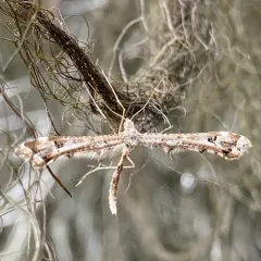 Artichoke Plume Moth thumbnail 1