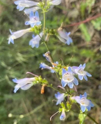 Wilcox's Penstemon