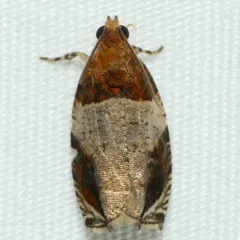 Hydrangea Leaftier Moth thumbnail 4