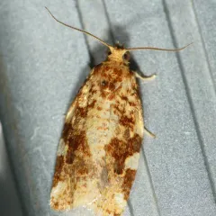 Fruit-tree Leafroller Moth thumbnail 2