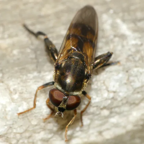 Common Thick-leg Fly