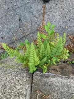 Fern-leaved Corydalis thumbnail 3
