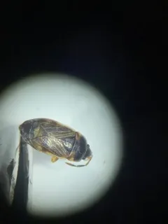 Cryphula trimaculata thumbnail 3