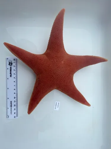 Gunpowder Sea Star