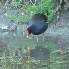 Common Gallinule thumbnail 4