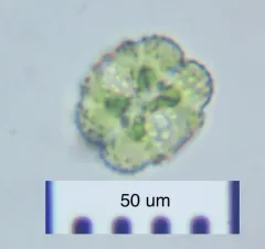 Cosmarium ornatum thumbnail 2
