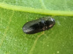 Mastogenius crenulatus thumbnail 2