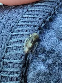 Pediopsoides distinctus thumbnail 1