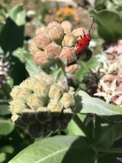Tetraopes basalis thumbnail 2