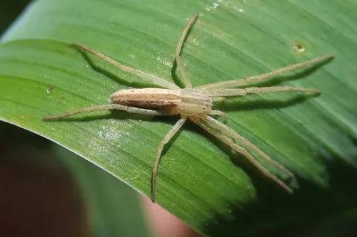 Tibellus duttoni