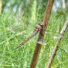 Blue-eyed Darner thumbnail 4