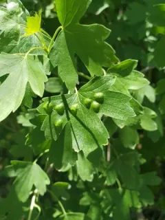 Ribesia sarae thumbnail 2