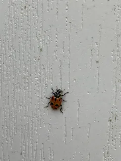 Sinuate Lady Beetle thumbnail 1