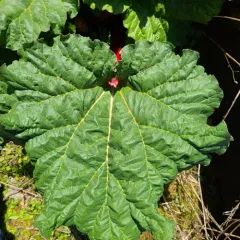 Rhubarb thumbnail 4