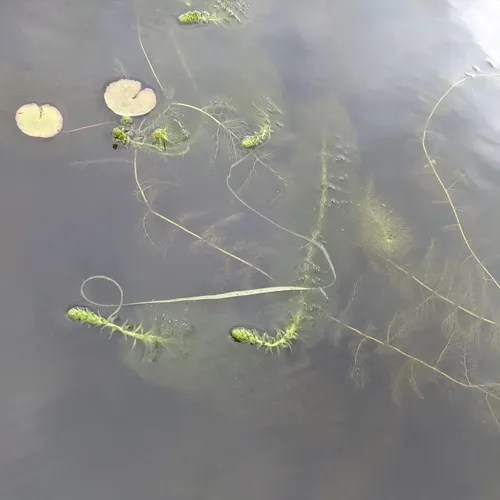 Broadleaf Water-milfoil