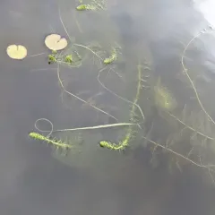 Broadleaf Water-milfoil thumbnail 1