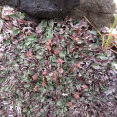 Narrow Mushroom-headed Liverwort thumbnail 4