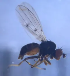 Philygria debilis thumbnail 3