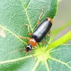 Pedilus elegans thumbnail 2