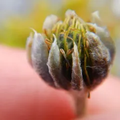 Little Belt Mountain Thimbleweed thumbnail 4