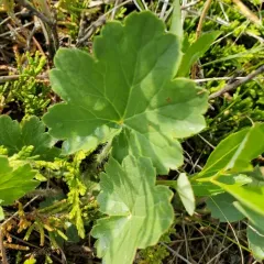 prairie alumroot thumbnail 3