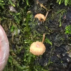 Bark Mycena thumbnail 2