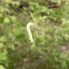 Larger Boxelder Leafroller Moth thumbnail 2